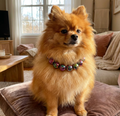 Beaded Dog Collar - Brown Iridescent