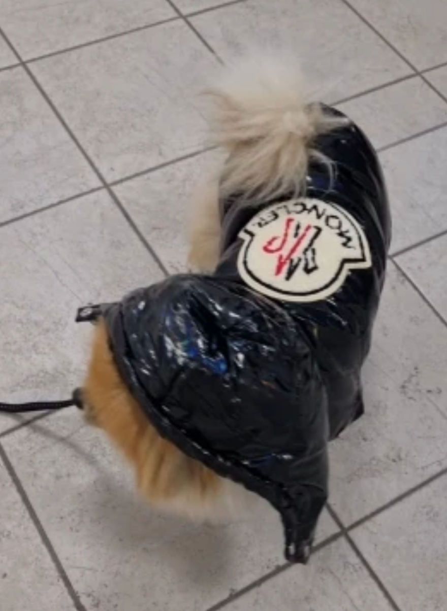 Padded Down Latex Look Dog Jacket Coat - Black