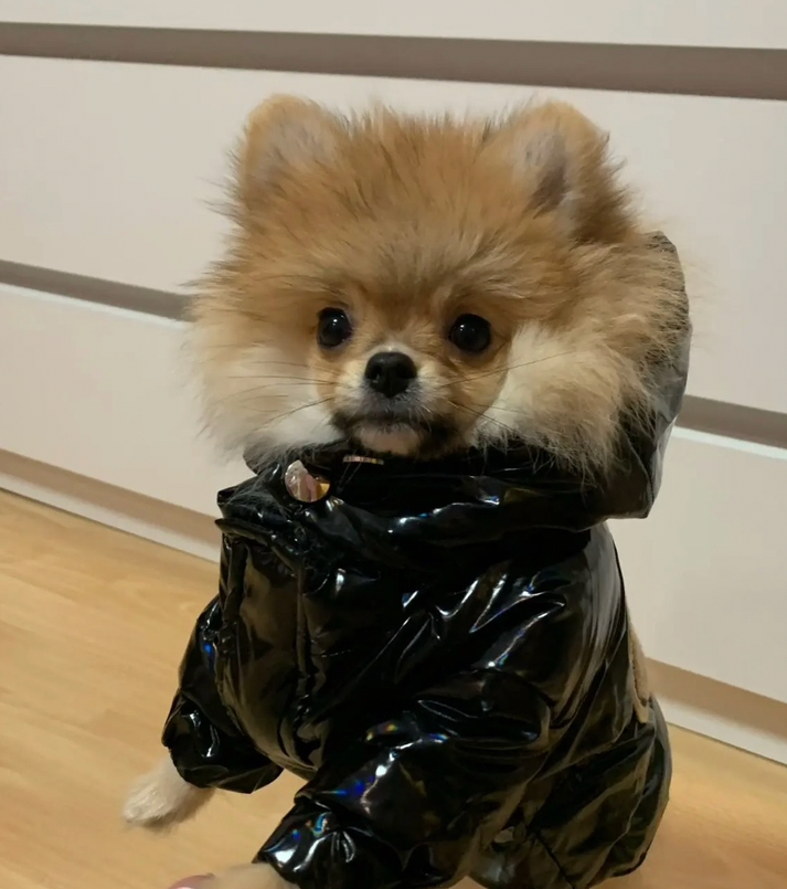 Padded Down Latex Look Dog Jacket Coat - Black