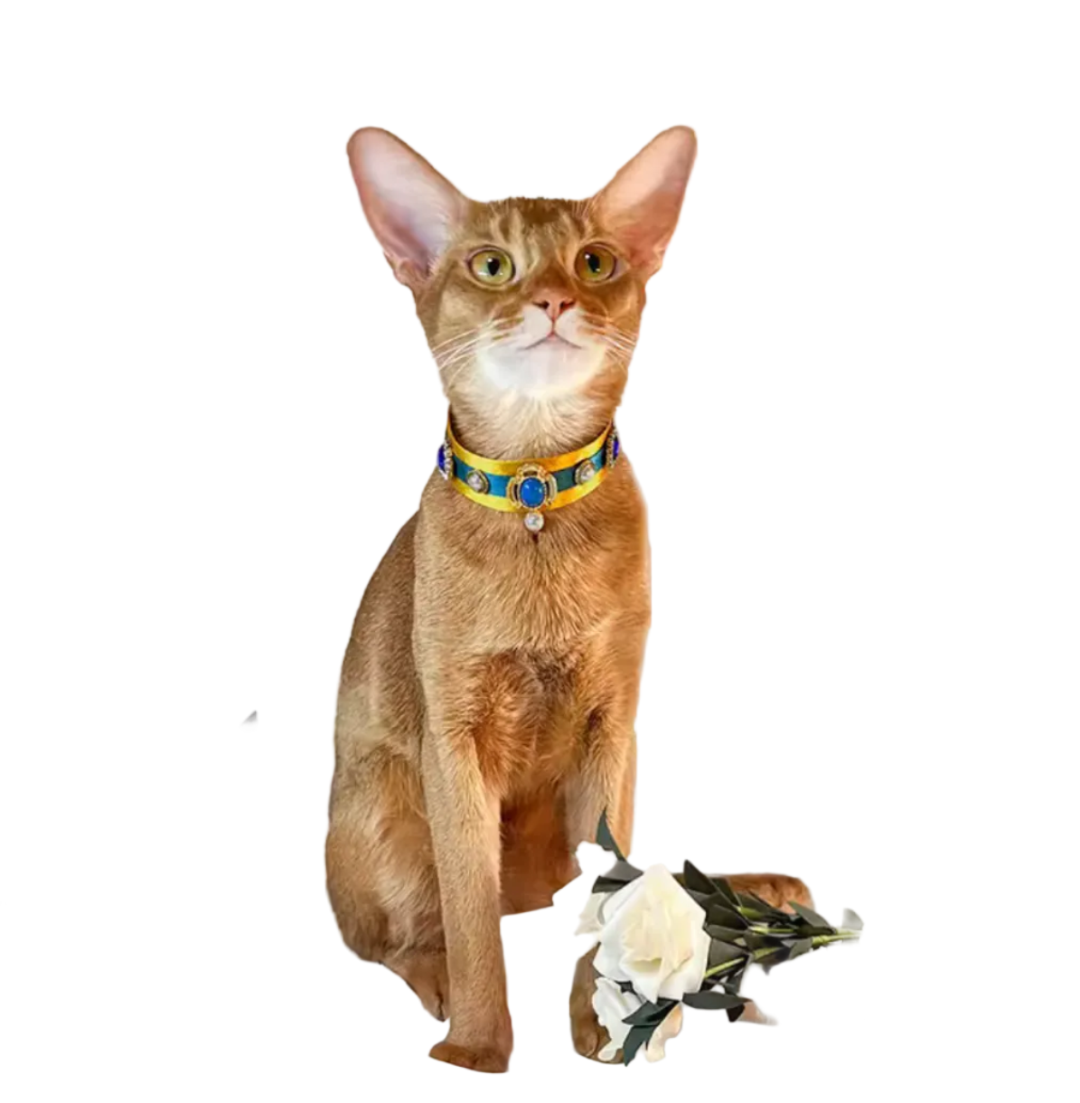 Egyptian Pet Collar