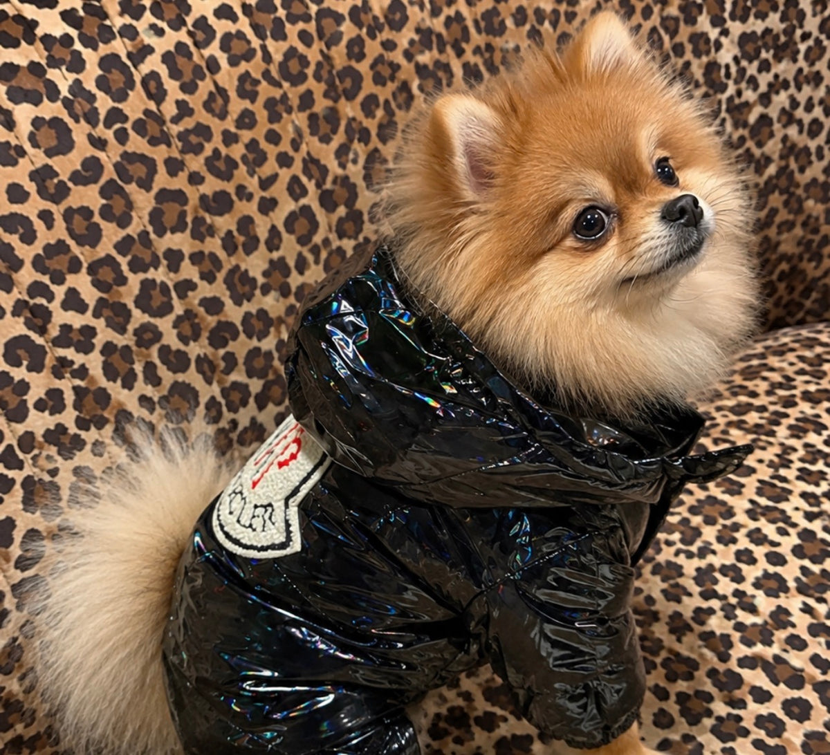 Padded Down Latex Look Dog Jacket Coat - Black