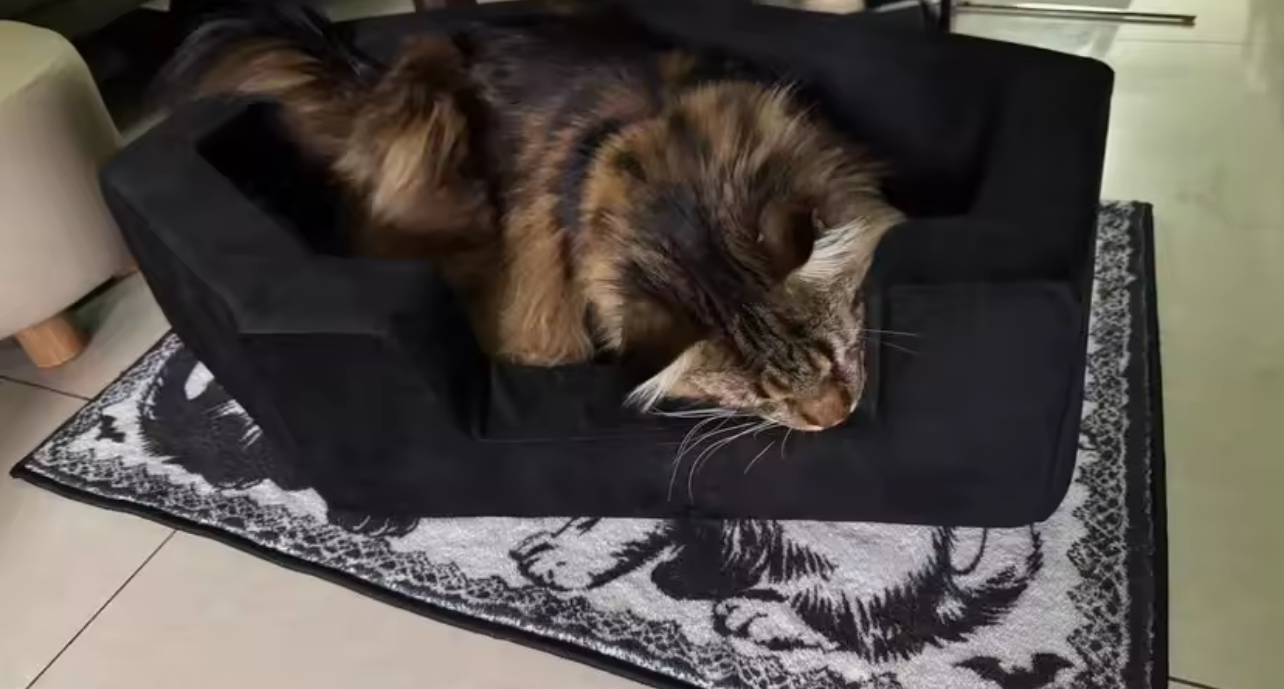 Gothic Coffin Dracula Dog Pet Bed - Black