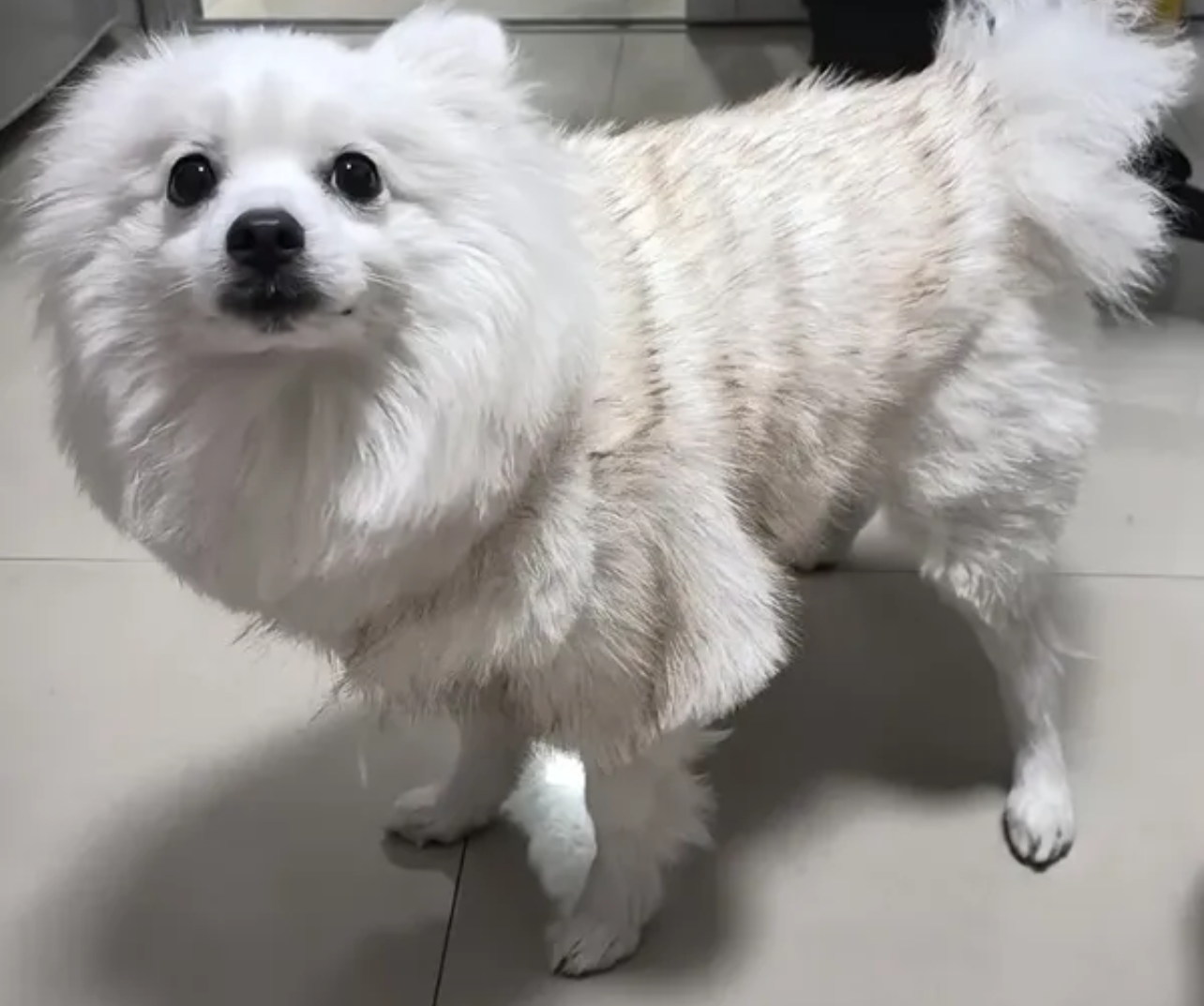Faux Fur Dog Coat - White Crème