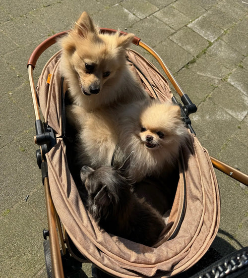 3 in 1 Dog Pram - Gold Champagne
