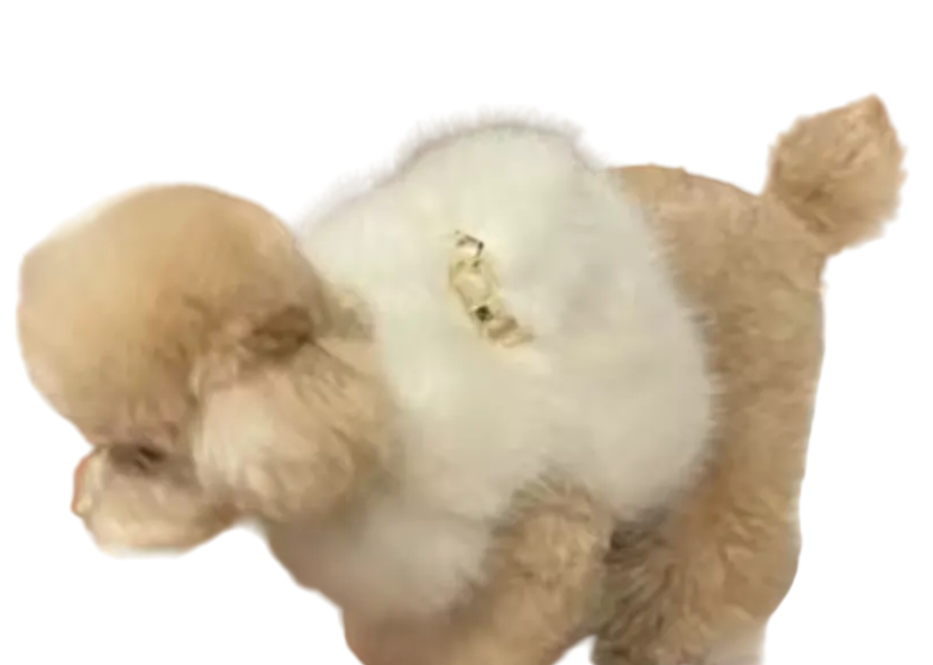 Faux Fur Dog Harness with Gold Clasp Fastenings - White