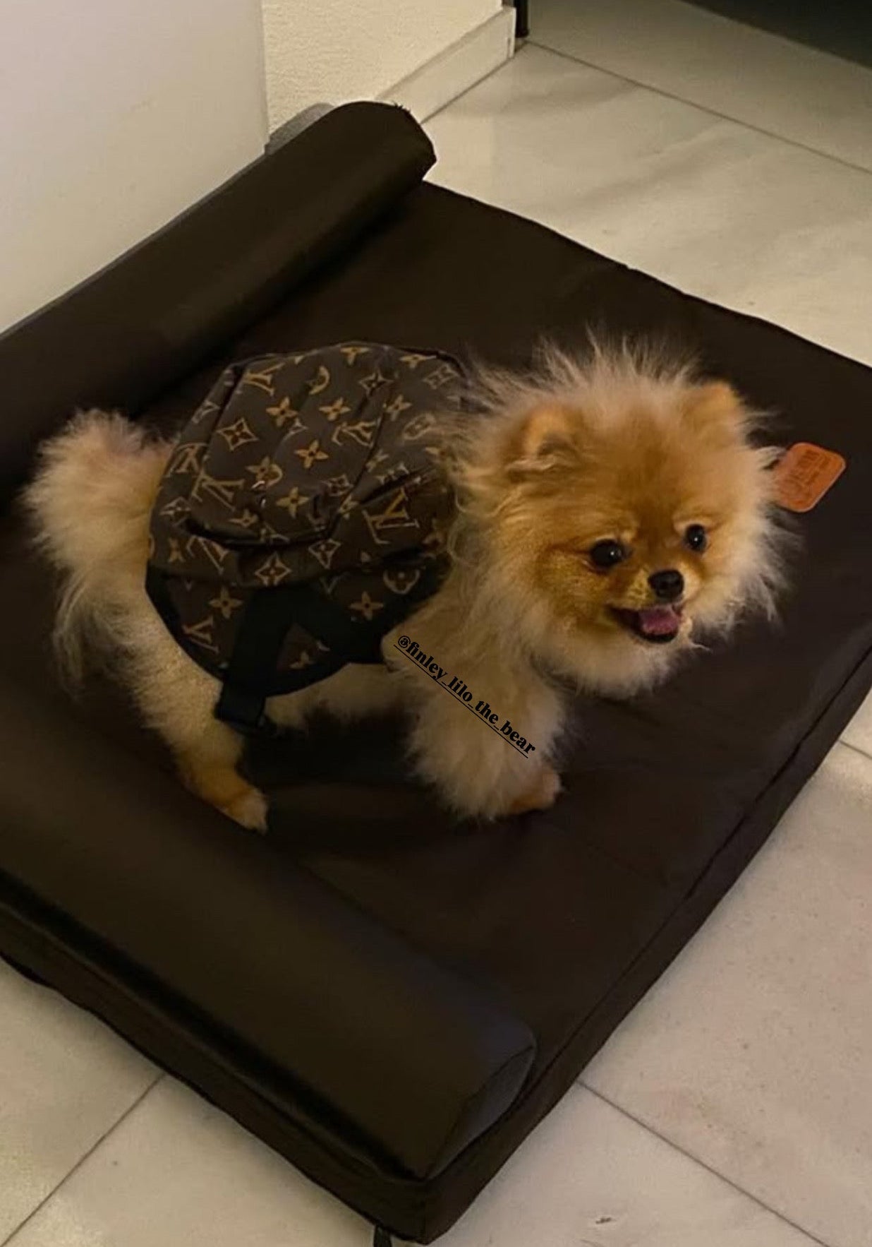 Backpack Dog Harness - Brown