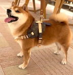 No-Pull Dog Vest Dog Harness - Brown