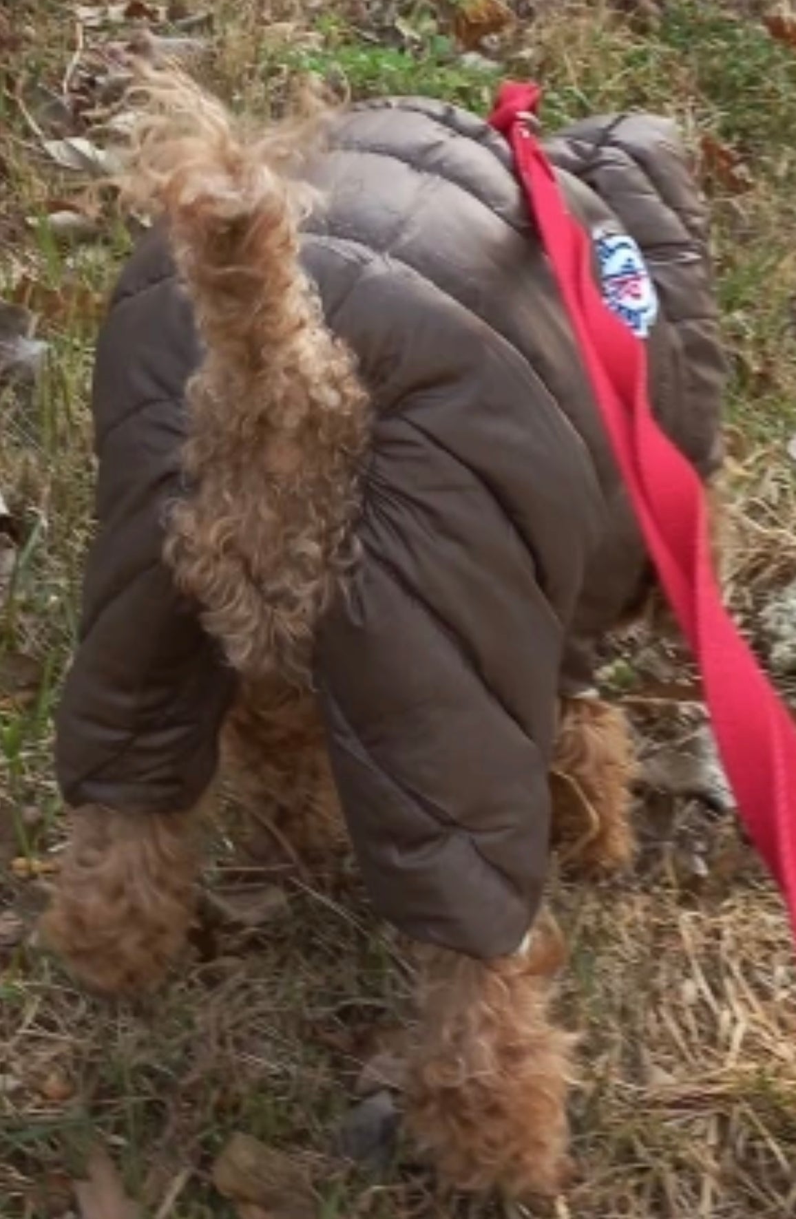 Four-legged Padded Dog Coat - Red