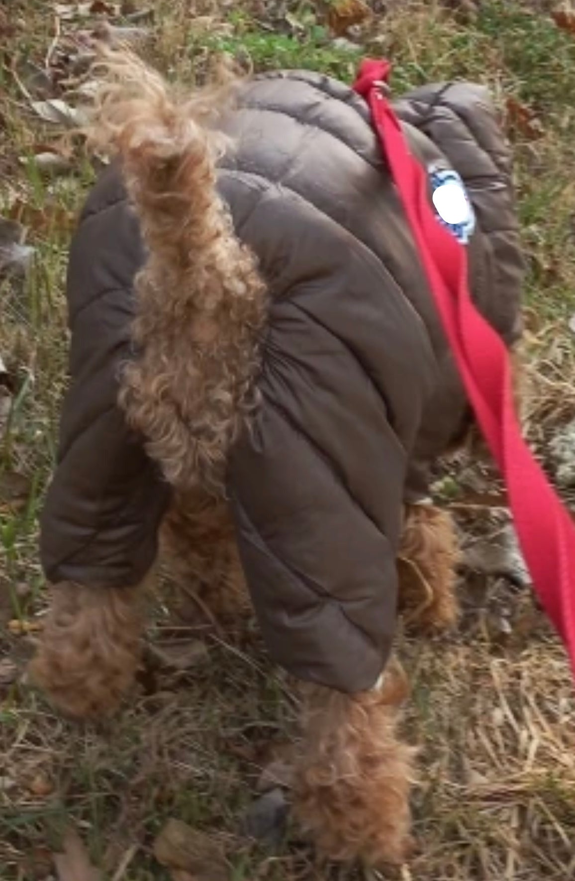 Four-legged Padded Dog Coat - Brown