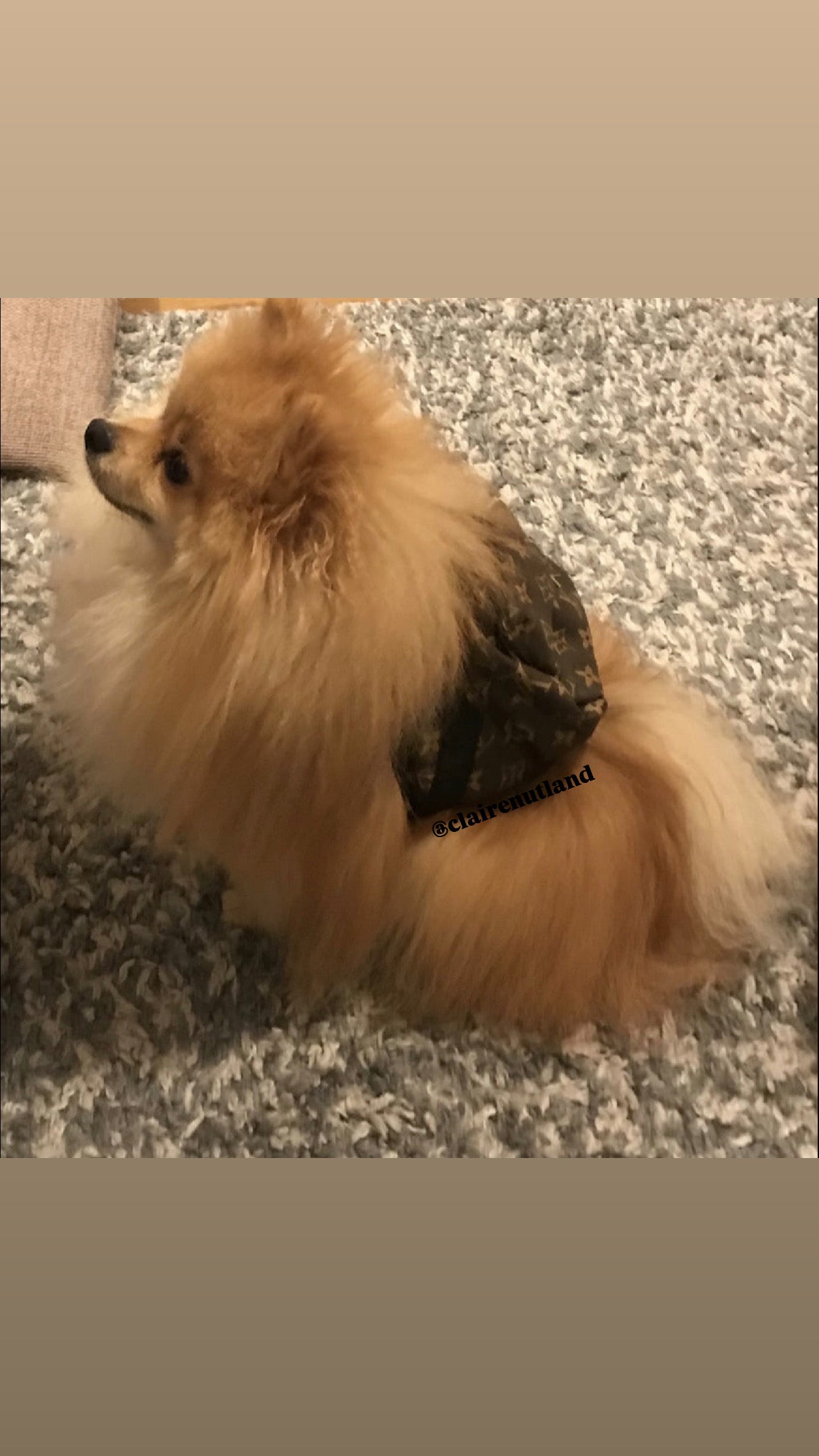 Backpack Dog Harness - Brown