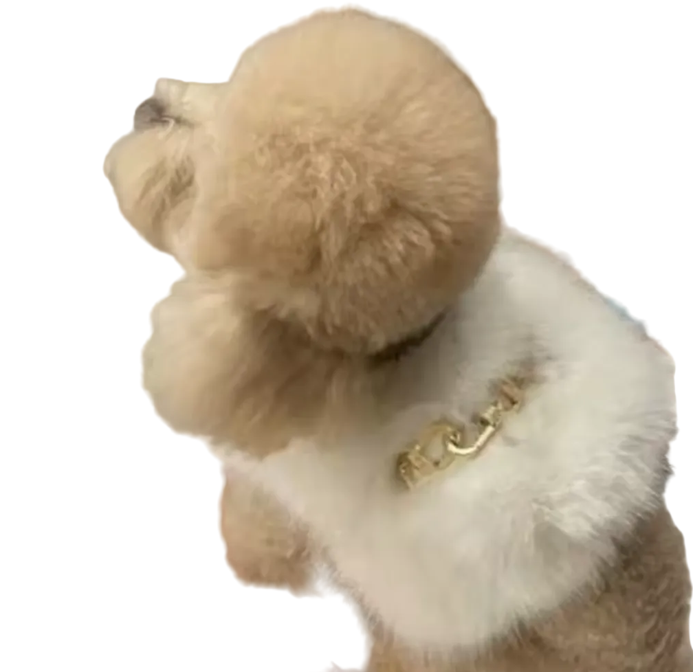 Faux Fur Dog Harness with Gold Clasp Fastenings - White