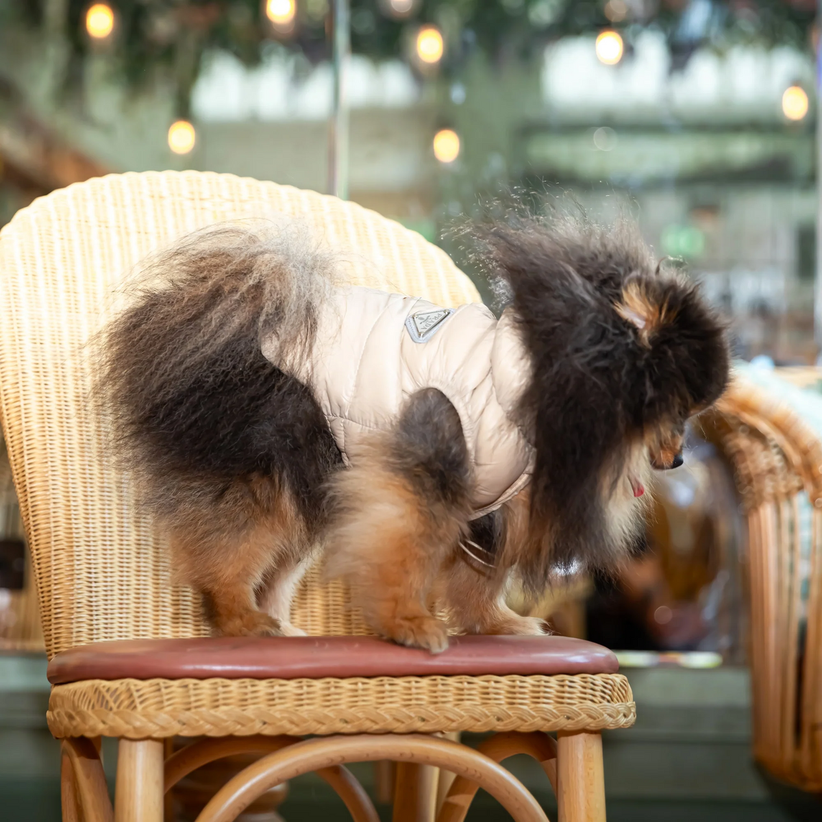Padded Designer Dog Gilet Jacket - Beige