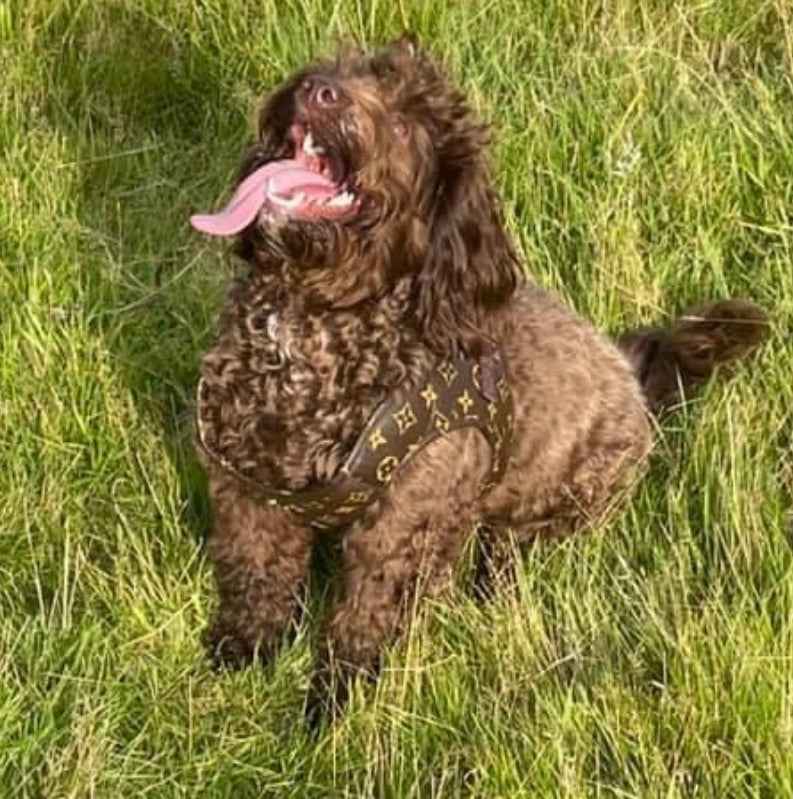 Chewy Vuiton Dog Harness and Lead Set - Brown Flower