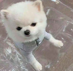 Ribbed Four-Legged Dog All in One - White/Black/Grey