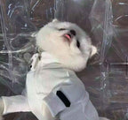 Ribbed Four-Legged Dog All in One - White/Black/Grey