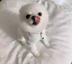 Ribbed Four-Legged Dog All in One - White/Black/Grey