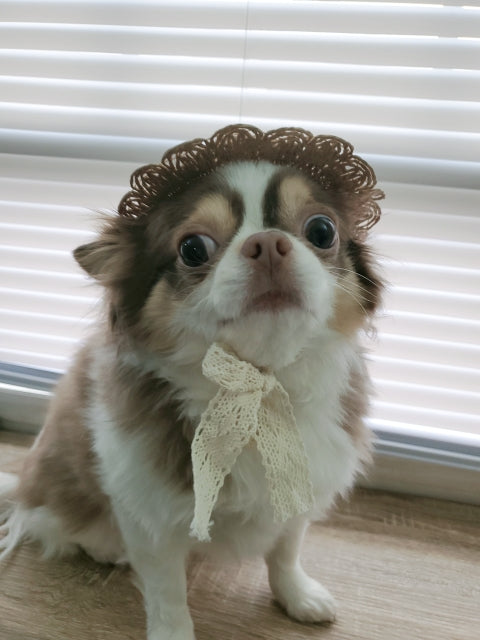 Summer Pet Straw Hat - Brown