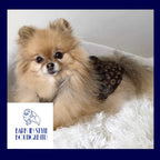 Chewy Vuiton Peplum Dog Dress - Brown