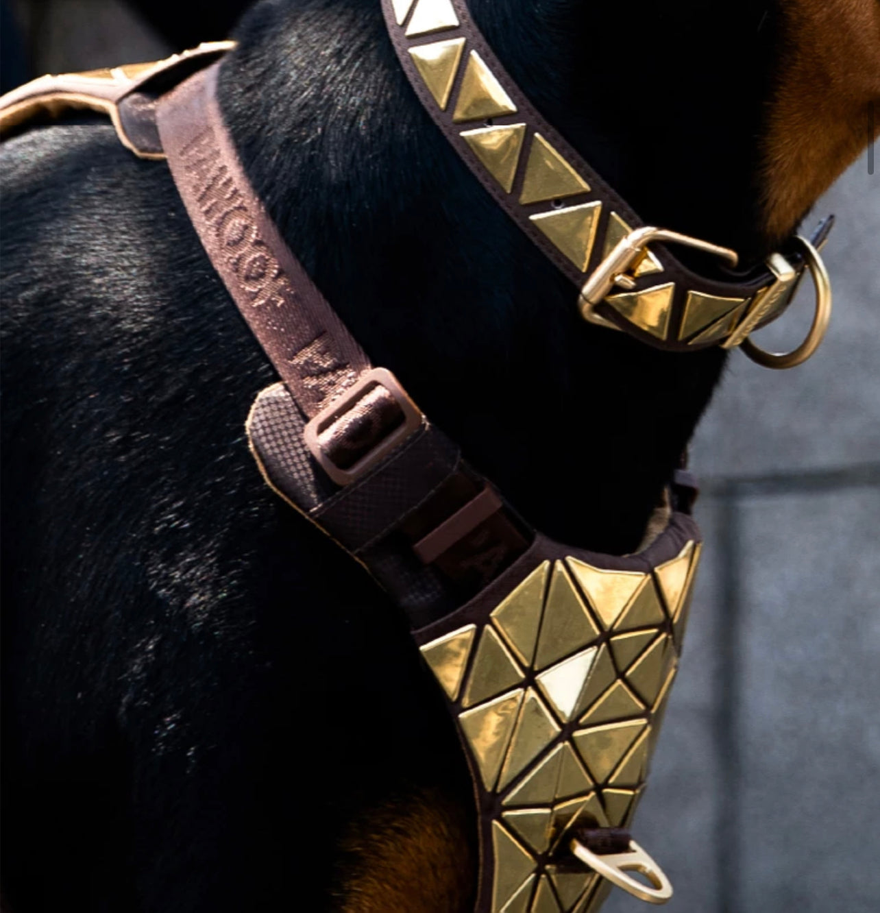 Designer Dog Harness - Gold