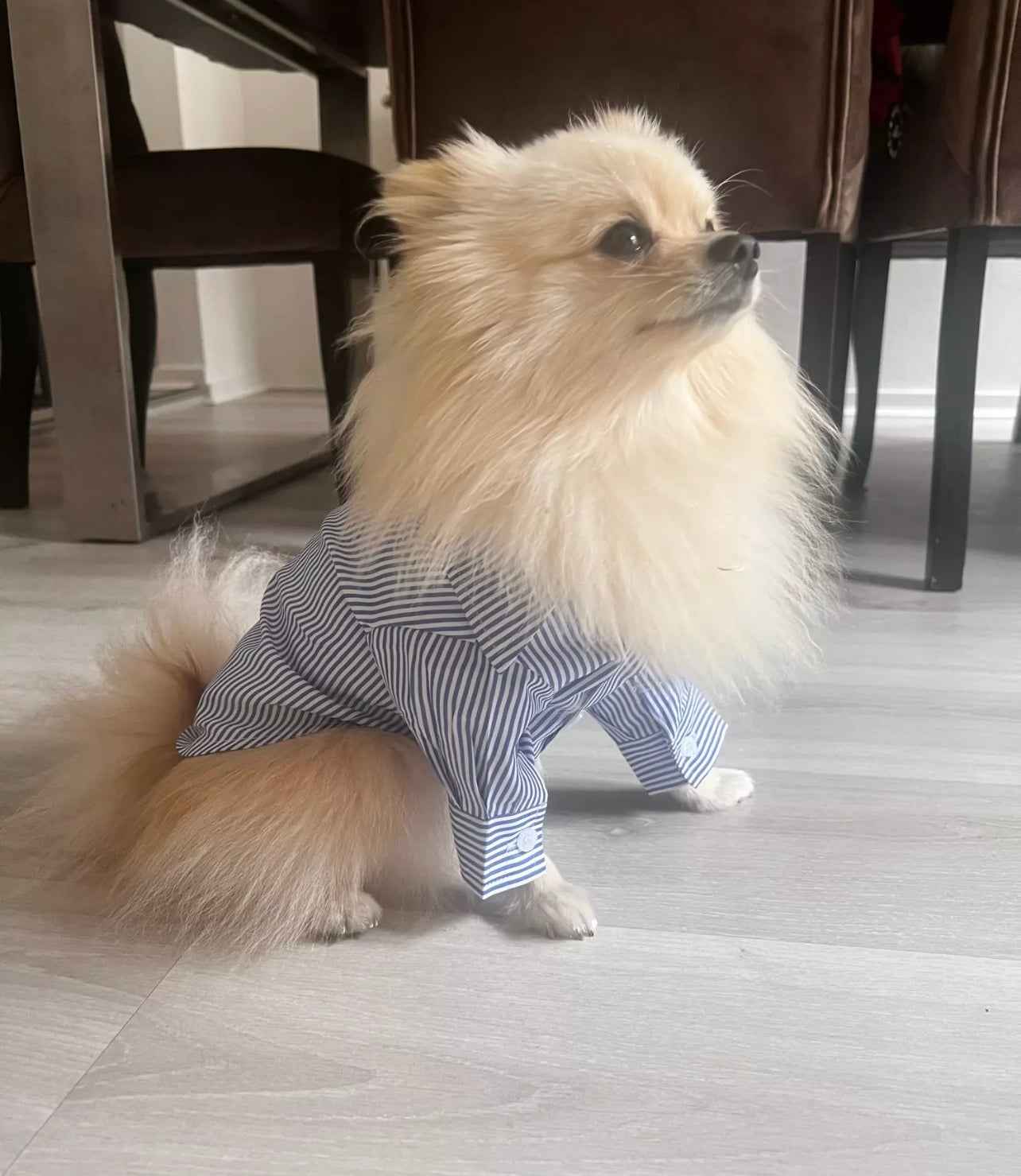 Striped Dog Smart Shirt - White/Navy Blue