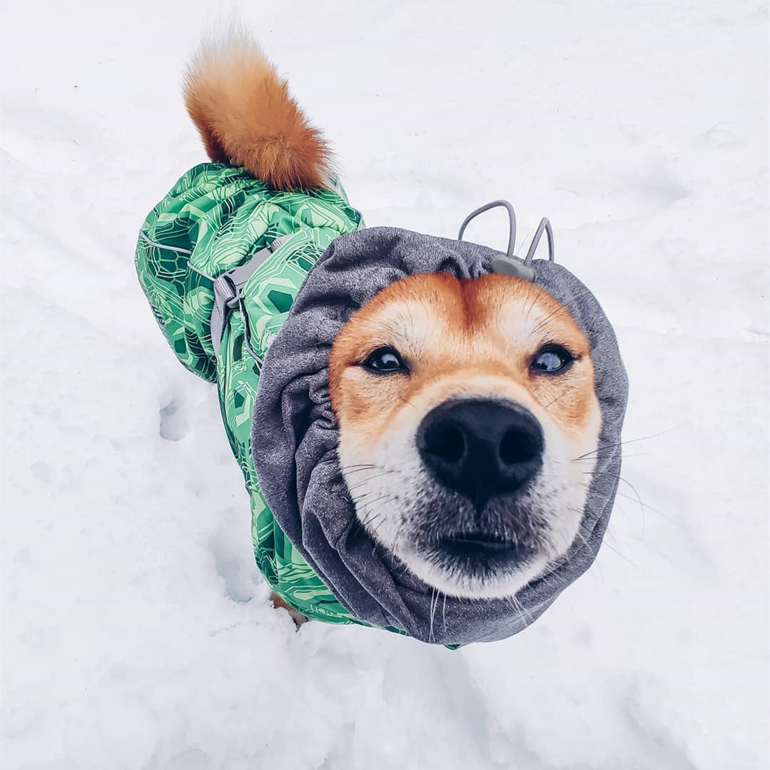 Dog Cape Jacket - Green