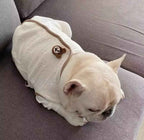 Teddy Waistcoat