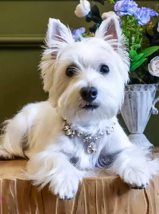 Adjustable Chain Rhinestone Dog Collar