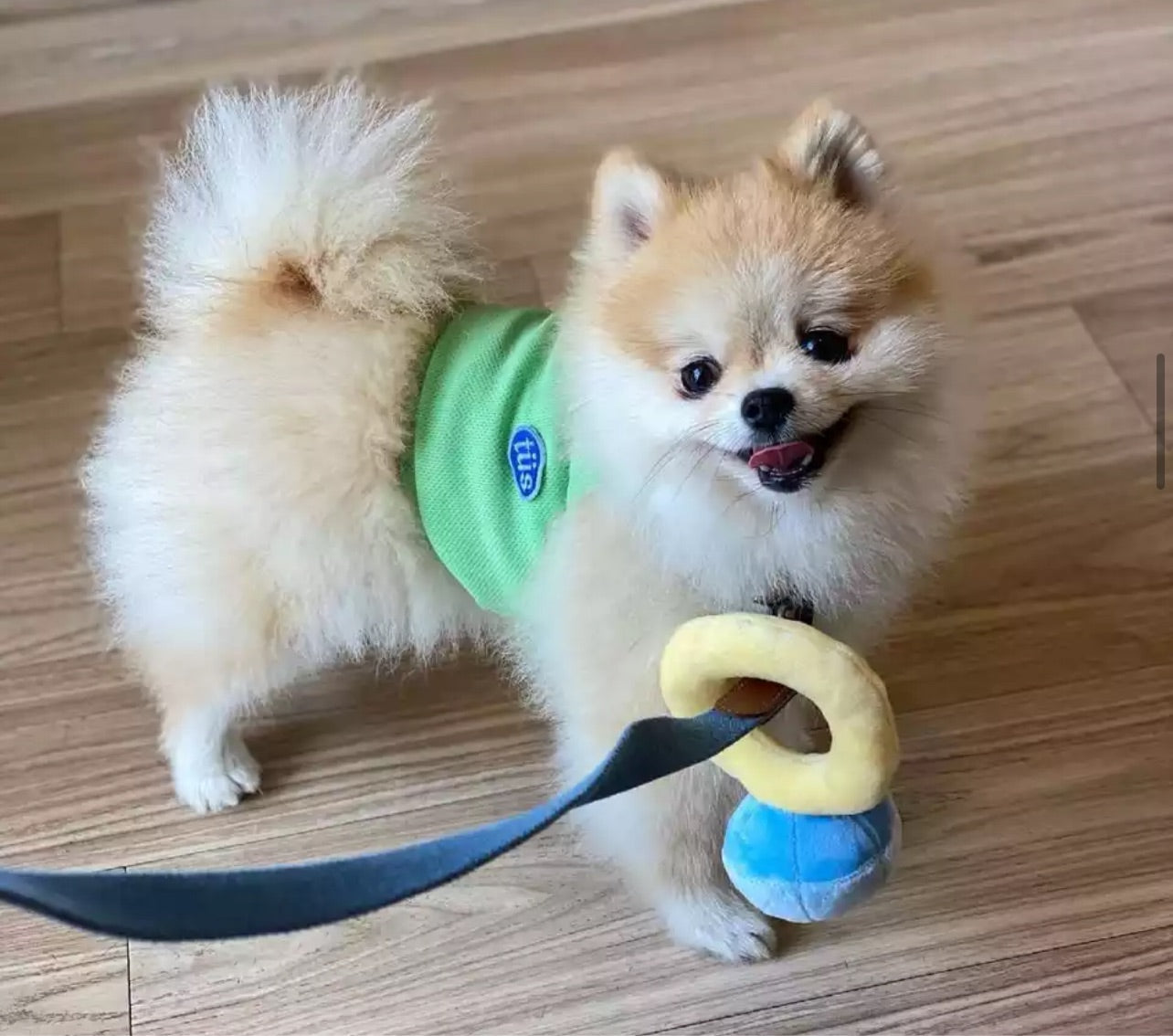 Dog Plush Ring Toy