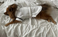 Dog Dressing Gown Robe - White