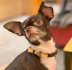 Luxury Bow Dog Collar - Brown