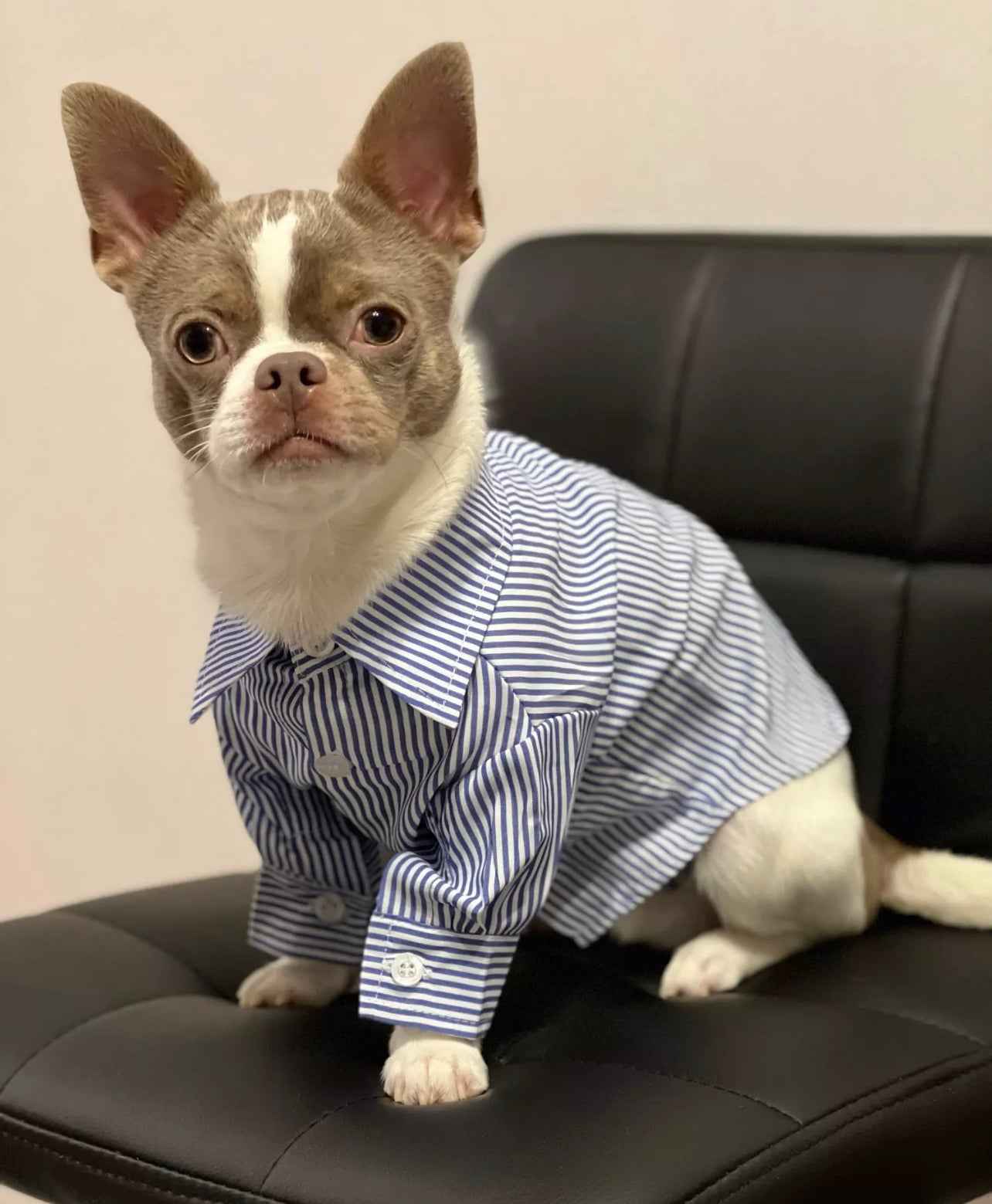 Striped Dog Smart Shirt - White/Navy Blue