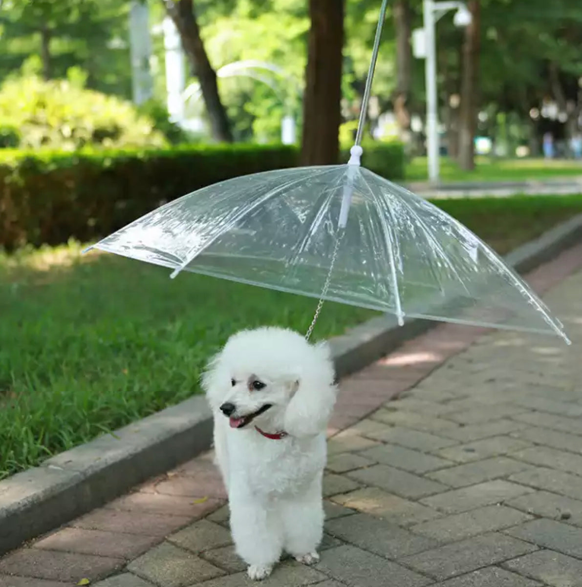 Clear Umbrella Dog Travel Clip on Harness