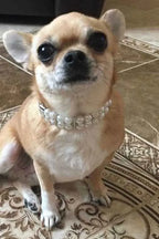 Pearl Collar & Lead Set - White