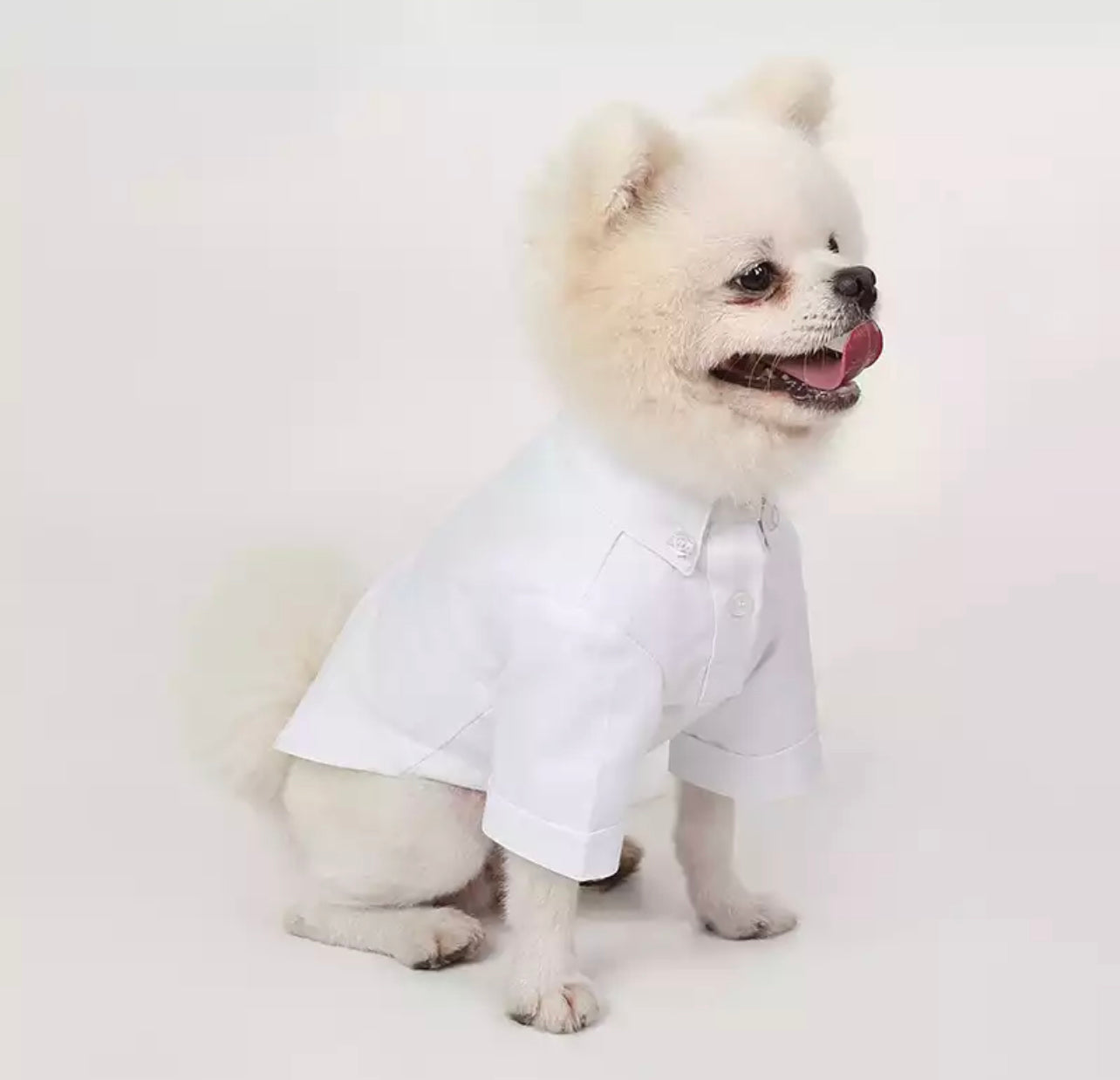 Dog Shirt with Buttons - White