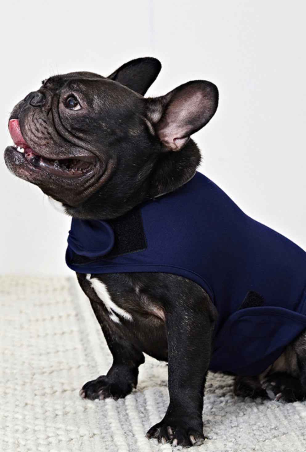 Thunder Anxiety Wrap for Dogs
