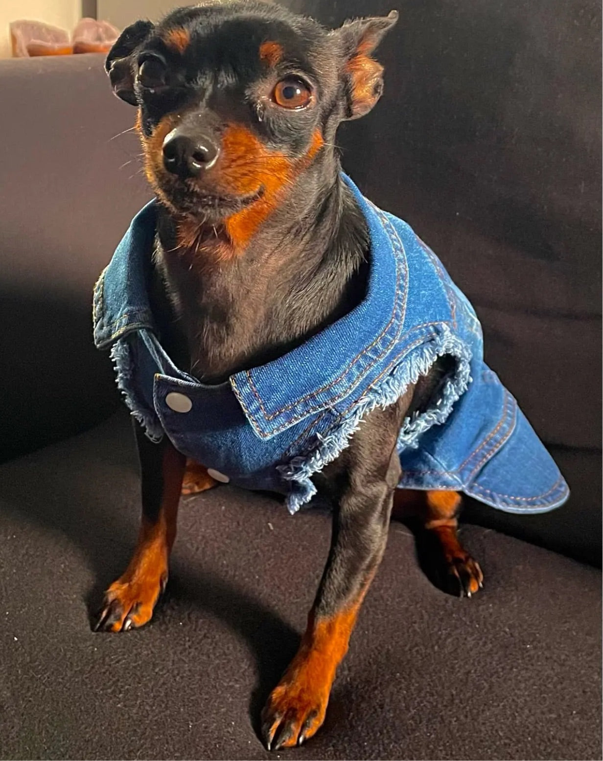 Denim Dog Jacket - Dark Blue