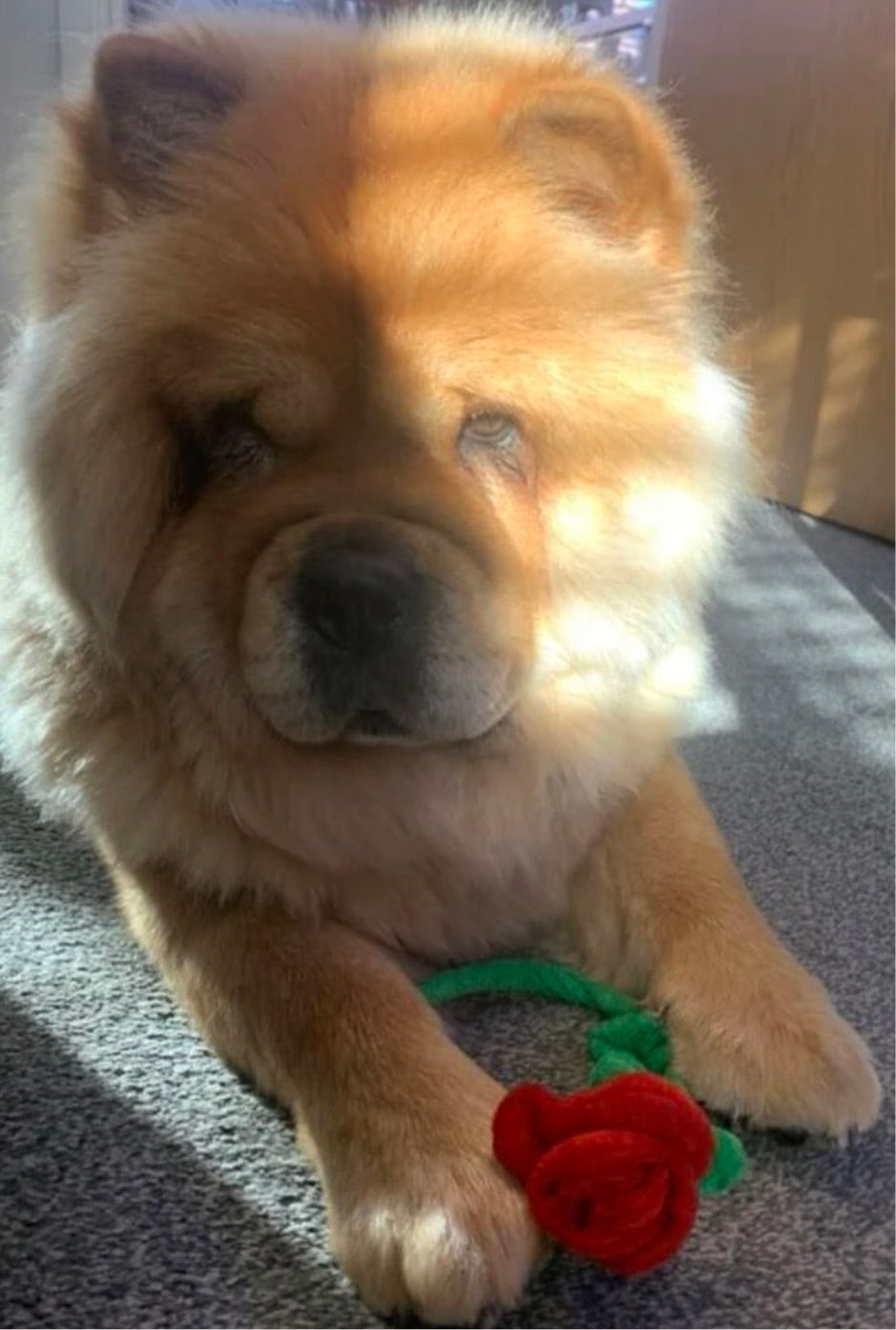 Rose Shaped Plush Dog Toy - Red
