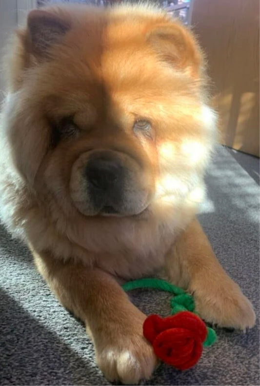 Rose Shaped Plush Dog Toy - Red