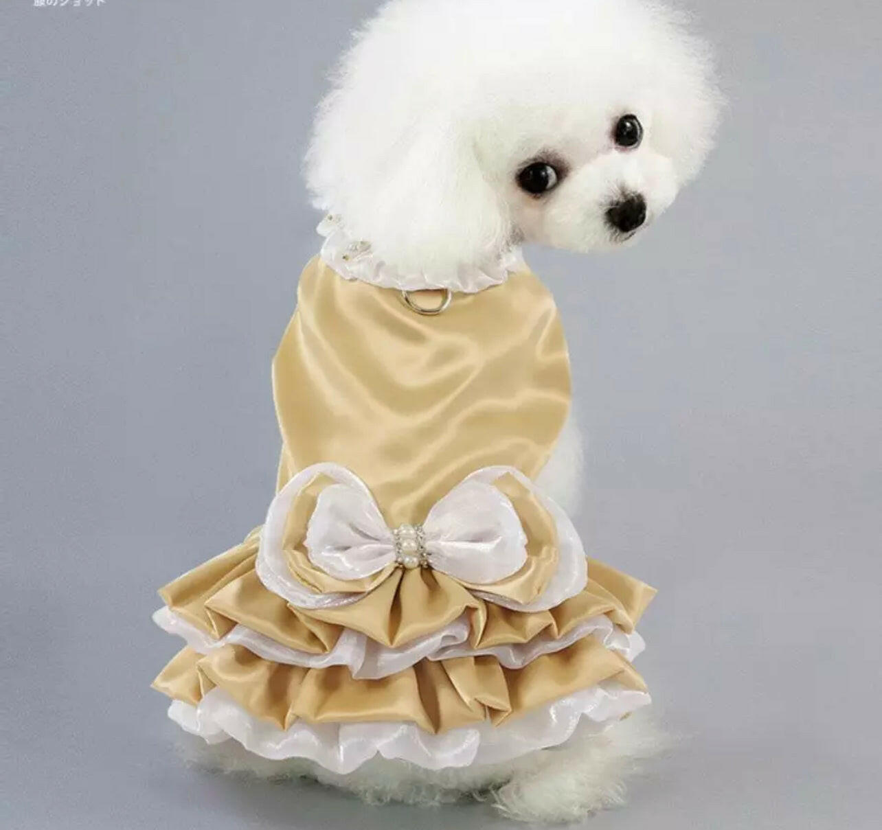 Gold D-Ring Pearl Dress with Matching Lead