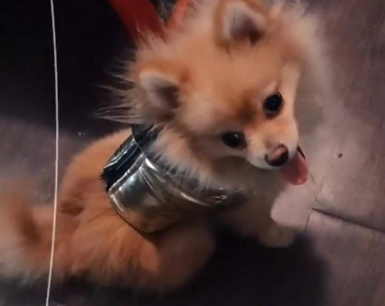 Silver D Ring Dog Jacket
