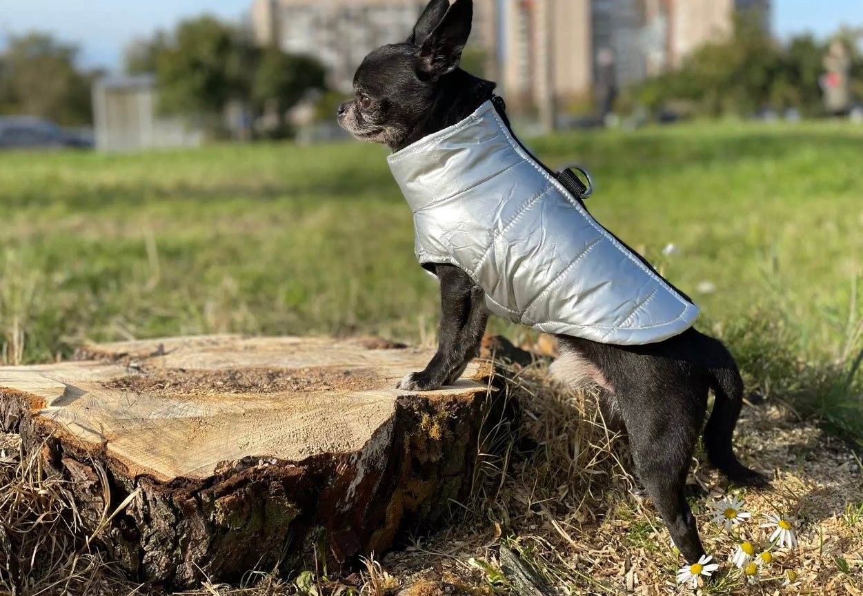 Silver D Ring Dog Jacket