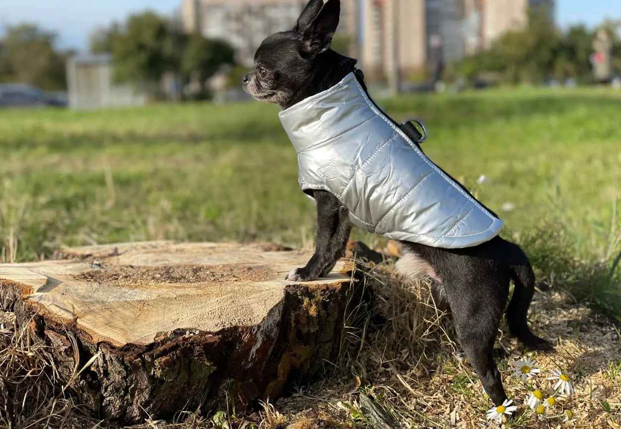 Silver D Ring Dog Jacket