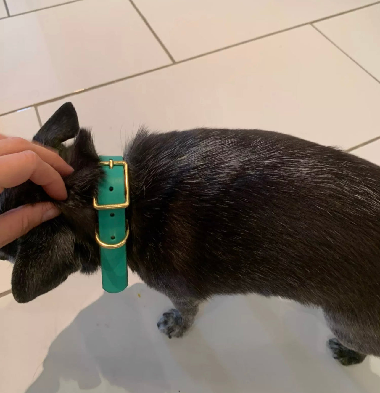 Custom ID Real Leather Dog Collar
