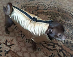 Gold D Ring Dog Jacket