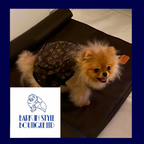 Backpack Dog Harness - Brown