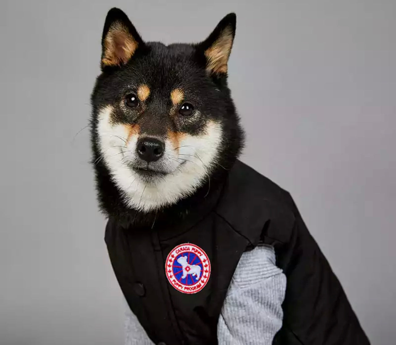 Canada Puppy Gilet - Black