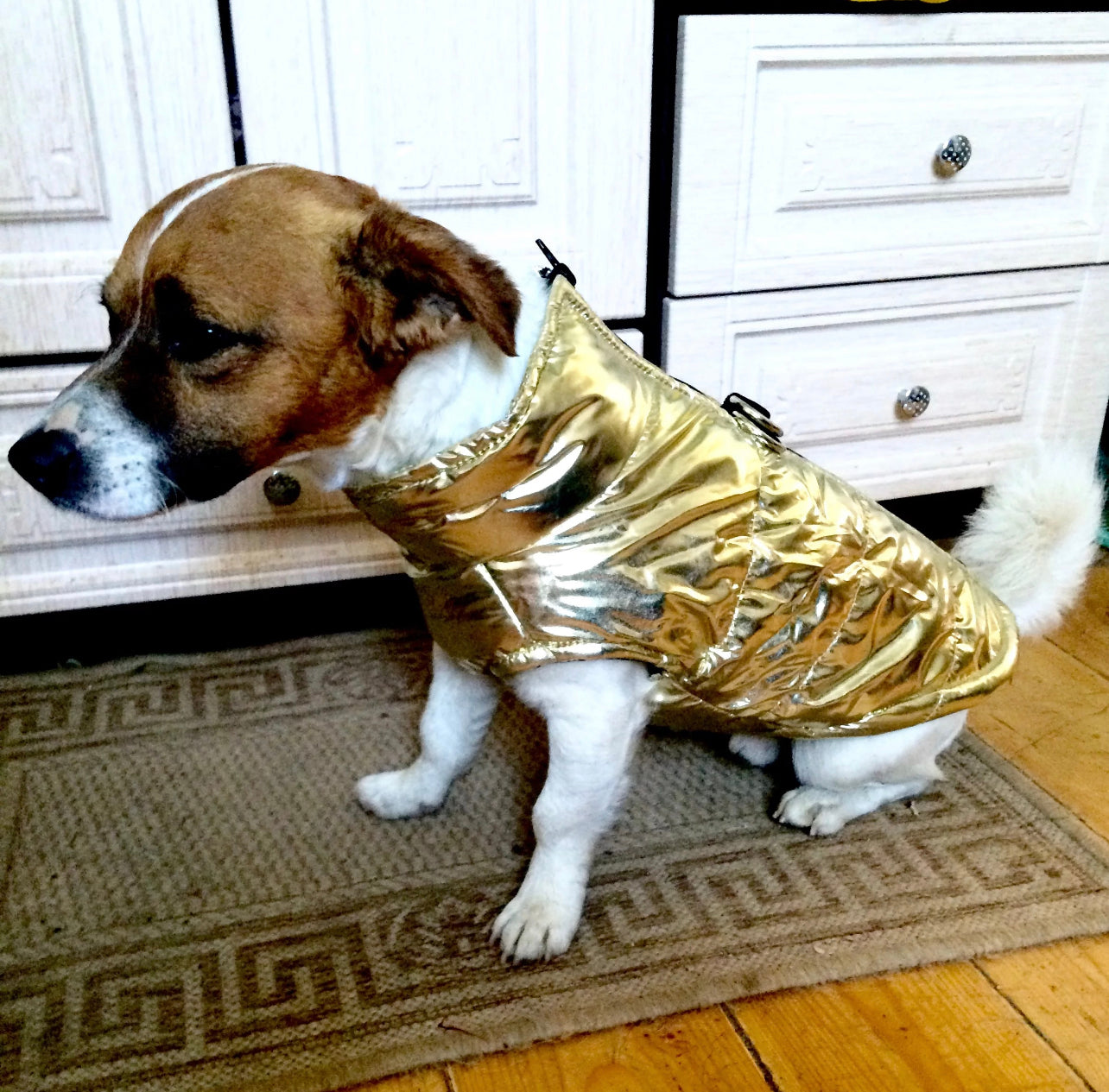 Gold D Ring Dog Jacket