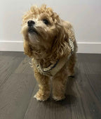 Tweed 5 Jacket & Hat Set - Off White